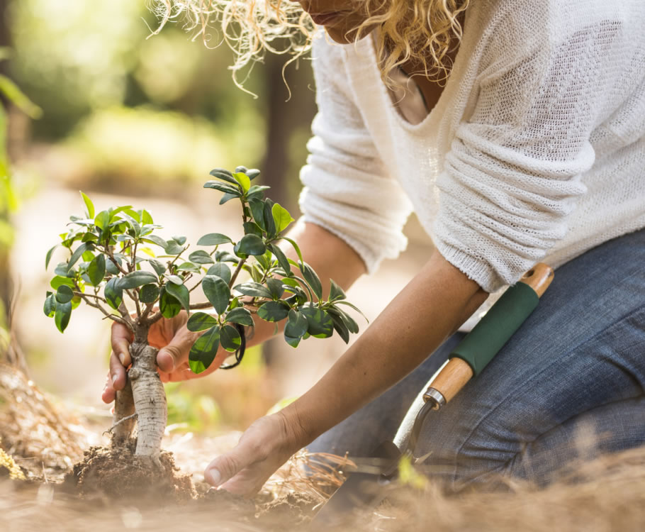 Sowing Seeds