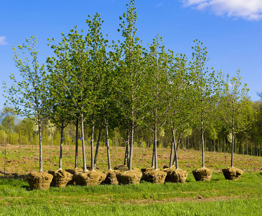 Tree Installations