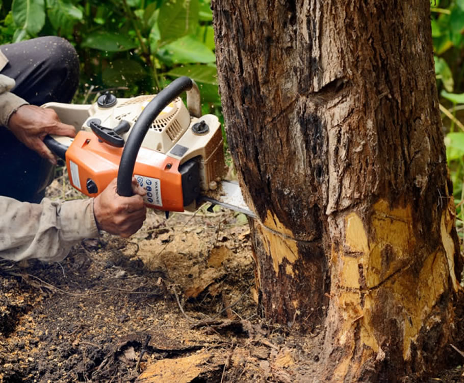 Tree Removal